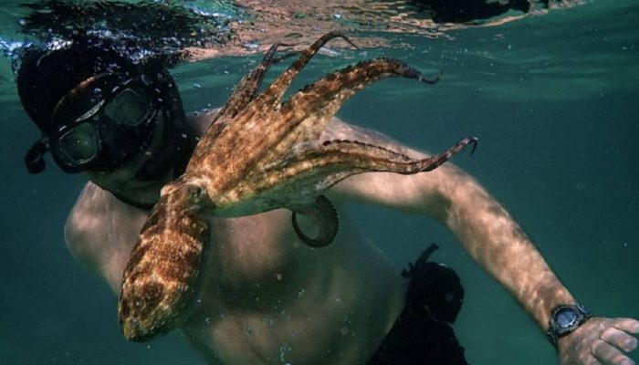 Pesquisa brasileira sobre sono de polvos é omitida em produções da National Geographic
