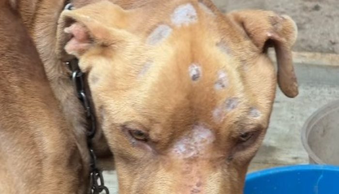 Pitbull é salvo em estado crítico após ser vítima de abandono e maus-tratos em Guarulhos