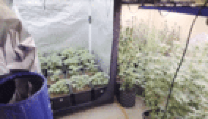 Polícia Civil de SP investiga fraude em autorizações para cultivo de cannabis medicinal