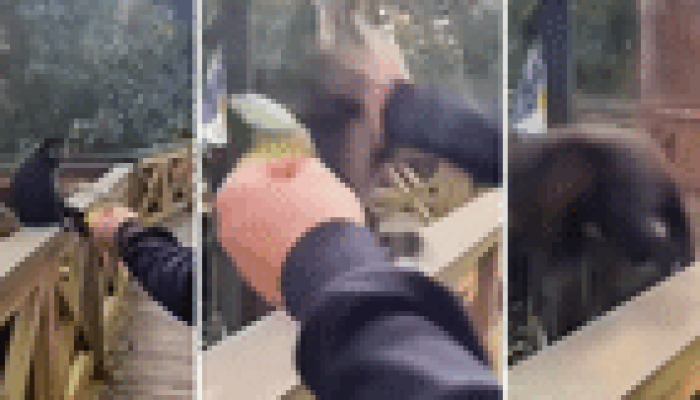 Prefeitura de Maracajá investiga agressão de visitante contra macaco-prego em parque de SC