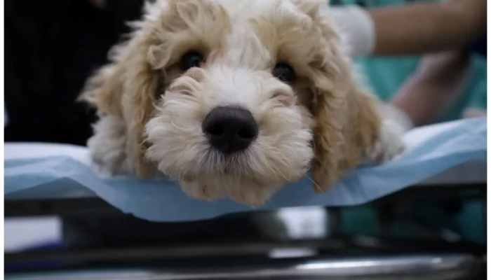 Prefeitura de São Paulo promove quinta edição da Semana Animal SP com serviços gratuitos