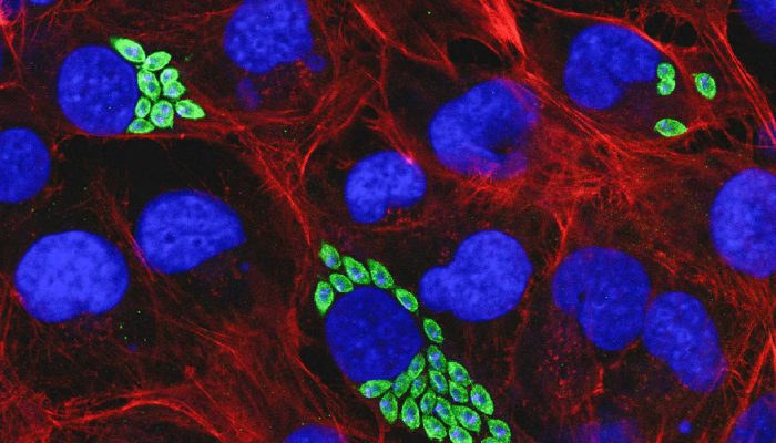 Proteína pouco conhecida surge como nova esperança no combate à doença de Chagas
