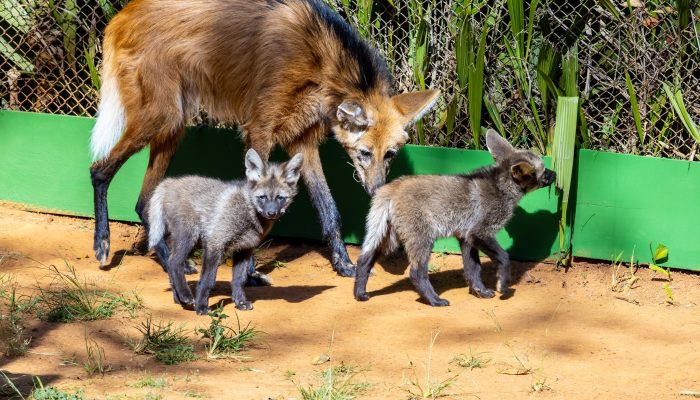 Público decide nomes de filhotes de lobo-guará em votação aberta pelo Zoológico de São Paulo