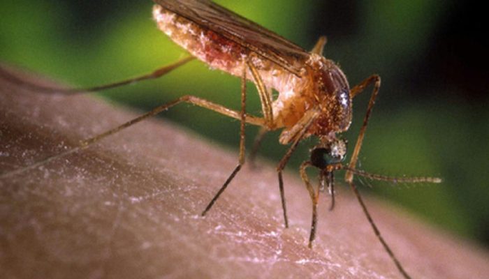 São Paulo registra primeiros casos humanos de febre do Nilo Ocidental, acendendo alerta sanitário