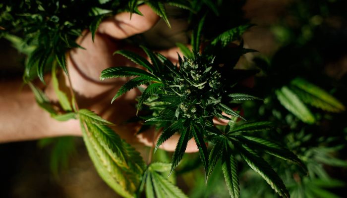STJ decide que planos de saúde não precisam cobrir cannabis medicinal