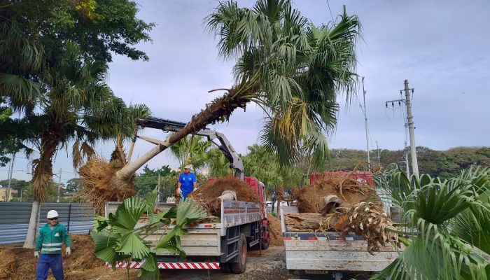 Transplante de árvores em Guarulhos: 50 exemplares do Cecap revitalizam o Macedo