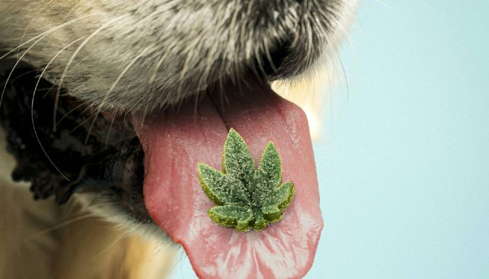 Uso de canabidiol em cães: o que a ciência diz sobre benefícios e riscos