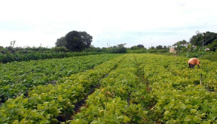 Verba de R$ 64,3 milhões fortalece segurança alimentar e povos indígenas